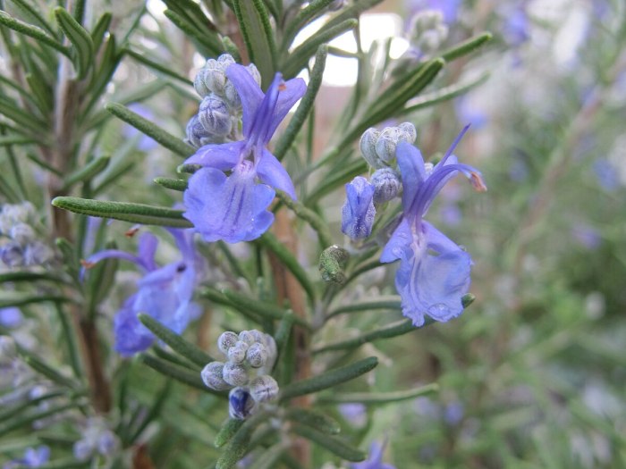 Rosemary fragrant bush shrub plantscapers topiary