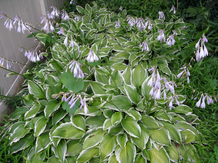 Hosta Plant with Purple Flowers A Gardeners Guide