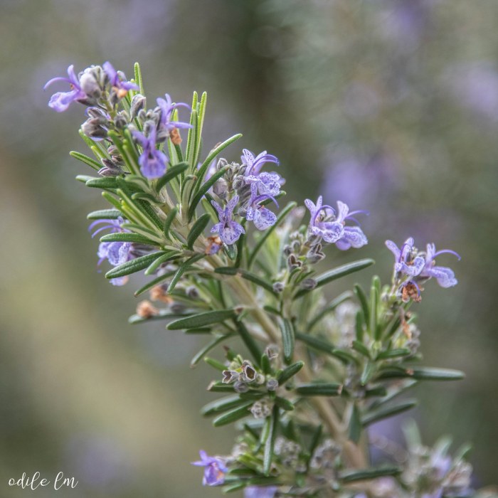 Rosemary Plant with Flowers A Complete Guide