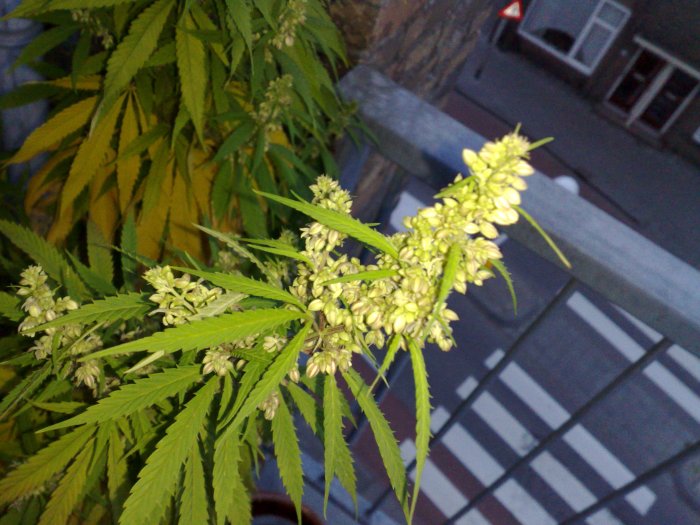 Male weed plant flowering