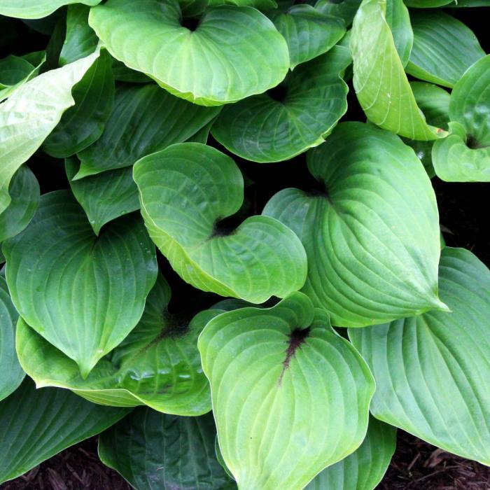 Hosta sensation clusters attractive