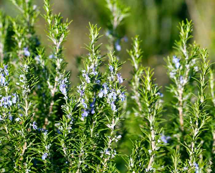 Rosemary plant with flowers